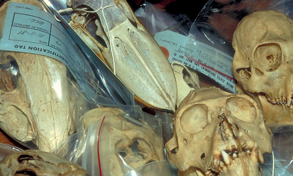 Illegal wildlife trade. Skulls (Apes, birds etc.) seized at customs.