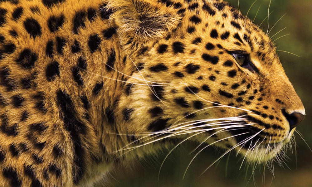 Amur Leopard | Photos | WWF