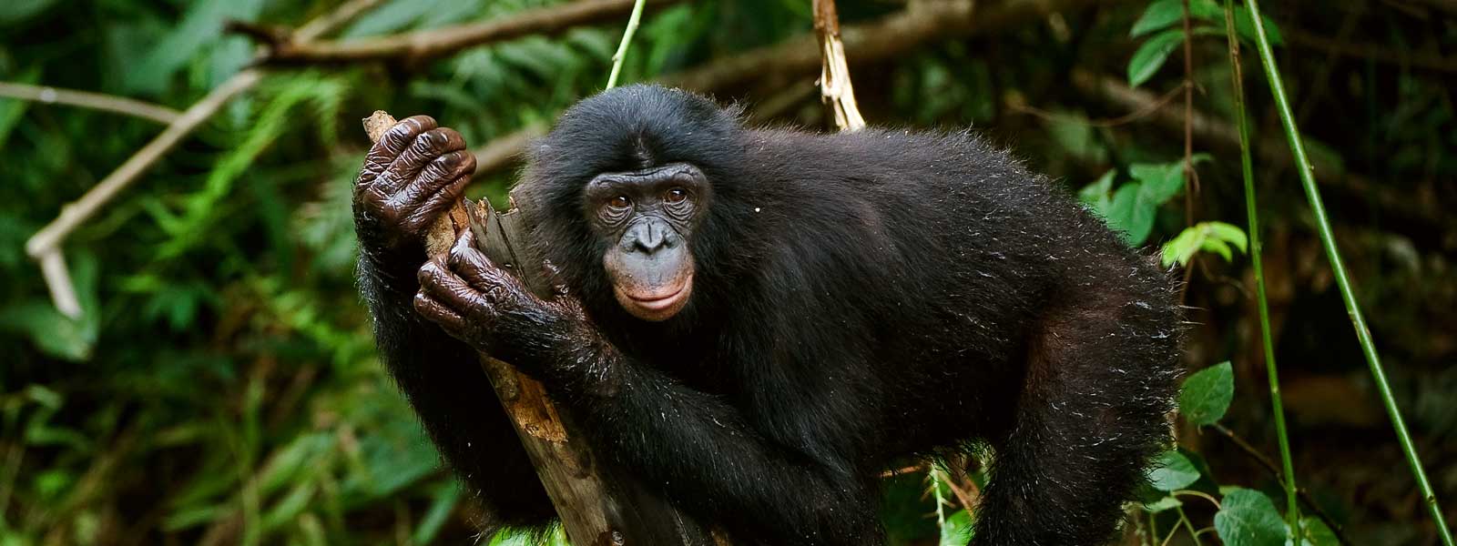 Bonobo Species Wwf