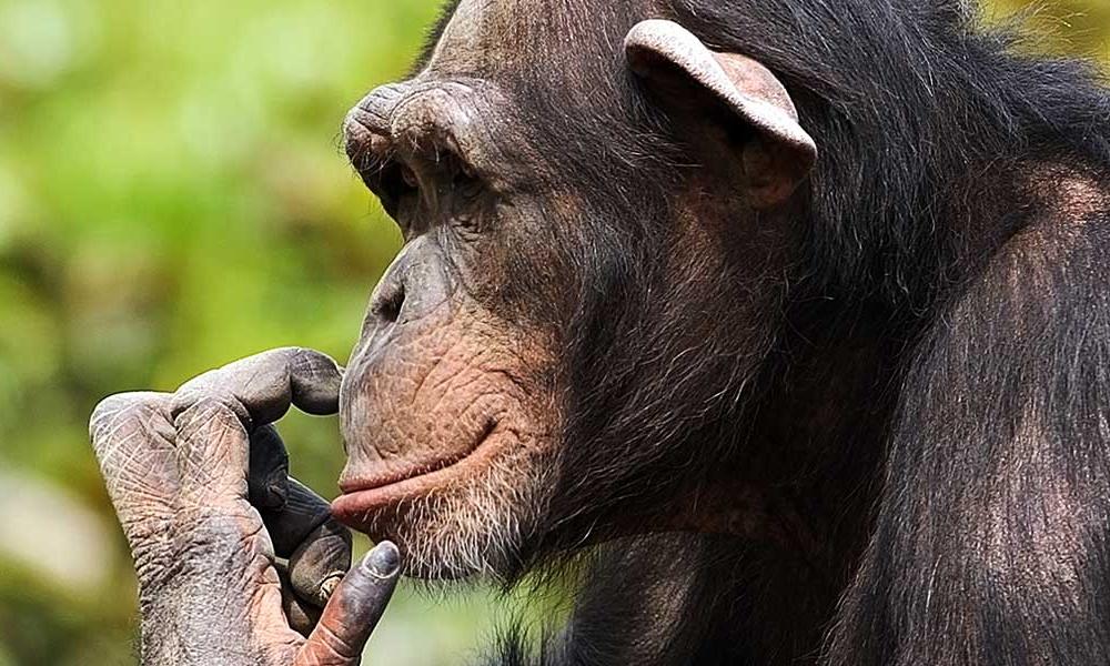 Chimpanzees | Species | WWF