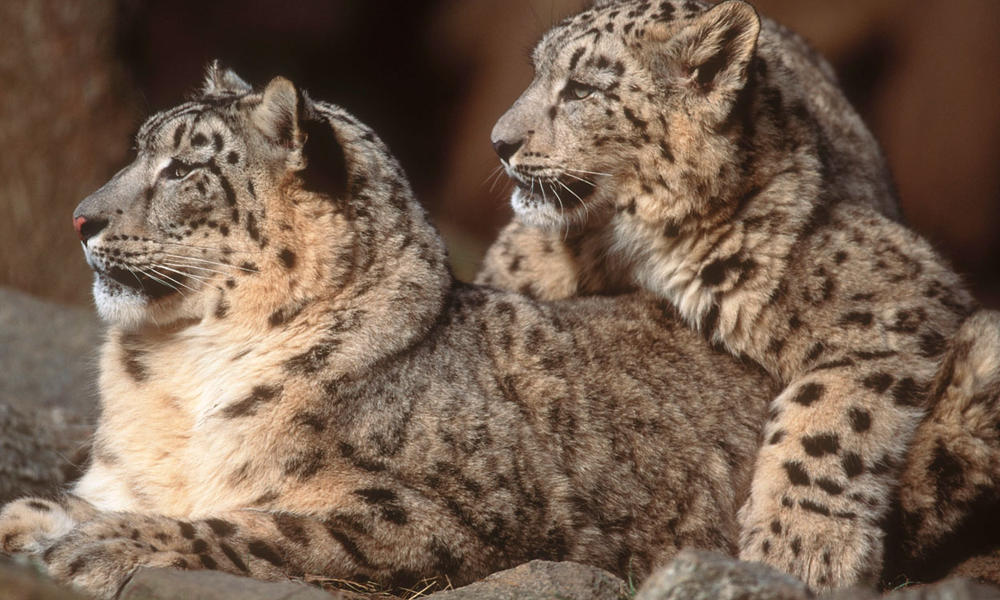 Snow Leopards worden ernstig bedreigd en genoteerd in CITES-bijlage II.