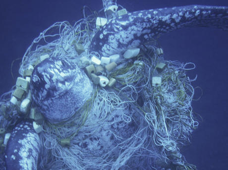 Marine Turtles Bycatch