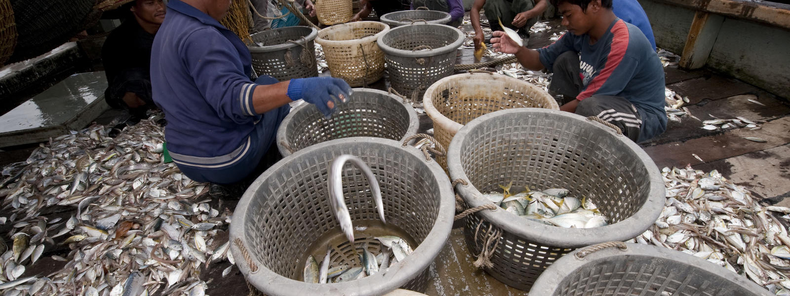 Overfishing | Threats | WWF