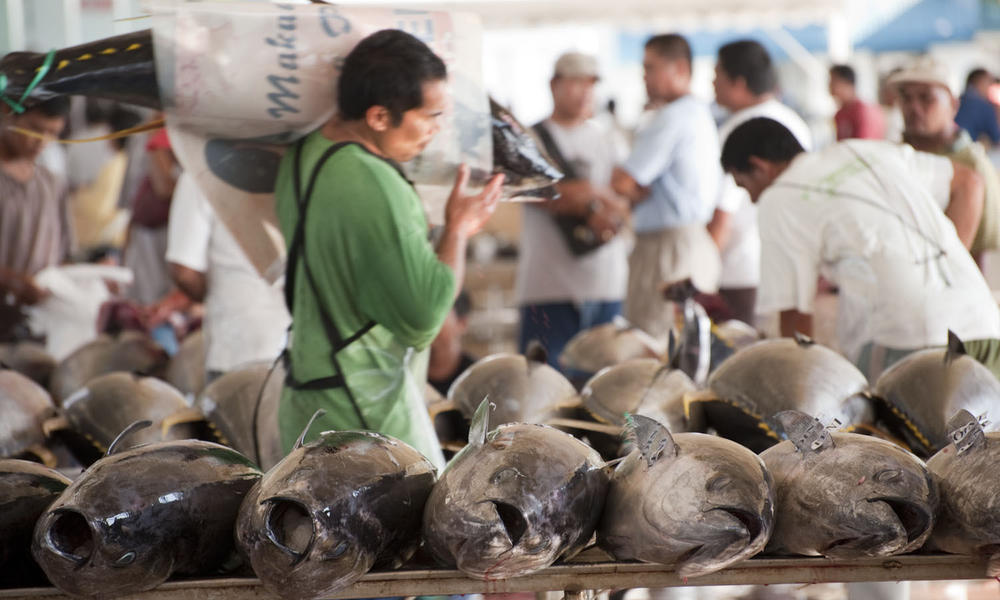 Overfishing, tuna
