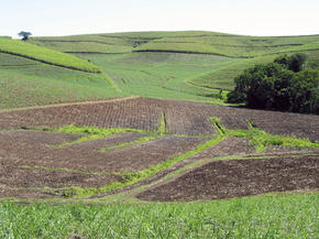 Sugarcane, South Africa