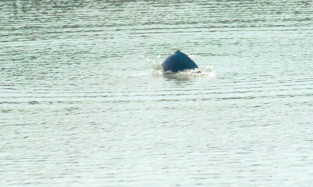 Indus River Dolphin