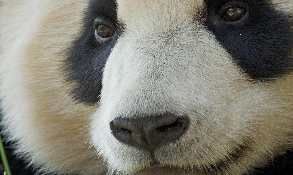 giant-pandas-and-climate-pages-wwf