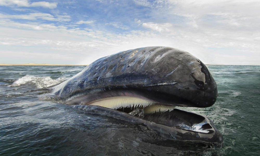 characteristics and protection of the gray whale On the eve of world day of marine mammal protection (whales to the protection of the western gray whales gray whales featured on marine mammals. characteristics and protection of the gray whale On the eve of world day of marine mammal protection (whales to the protection of the western gray whales gray whales featured on marine mammals.