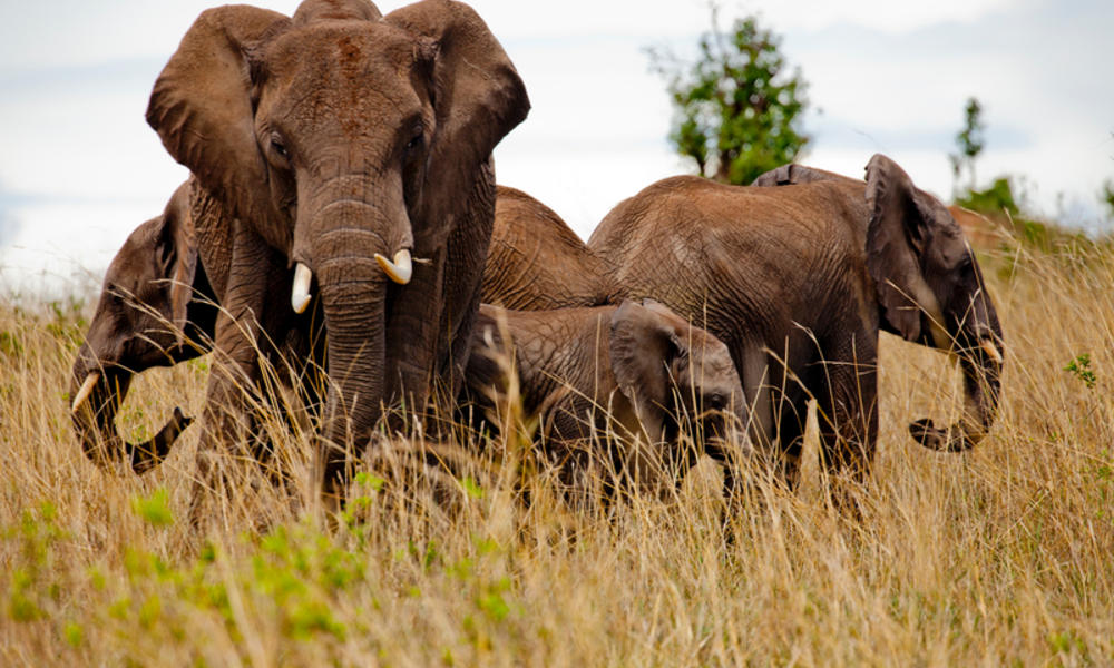Image result for elephants in kenya