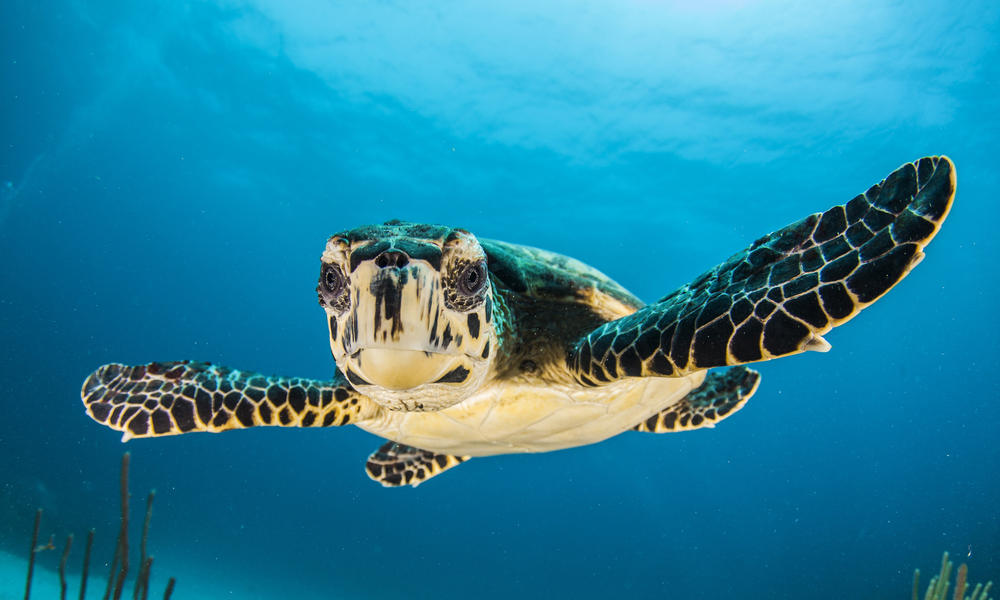 Can LED lights save sea turtles? | Magazine Articles | WWF