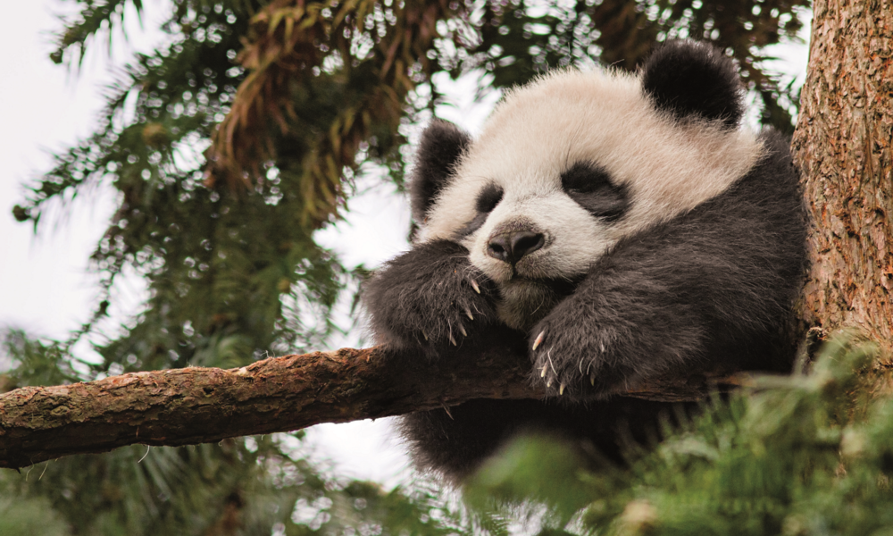 Wild pandas get a boost | Magazine Articles | WWF