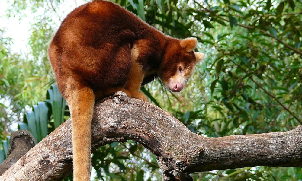 Living among the trees: Five animals that depend on forests | Stories | WWF