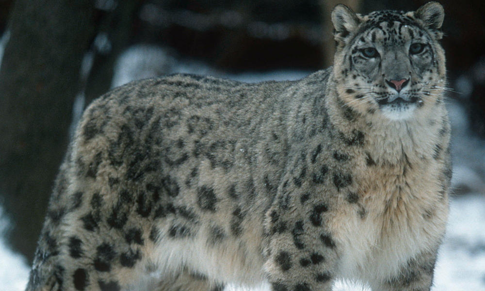 asian snow leopard cat