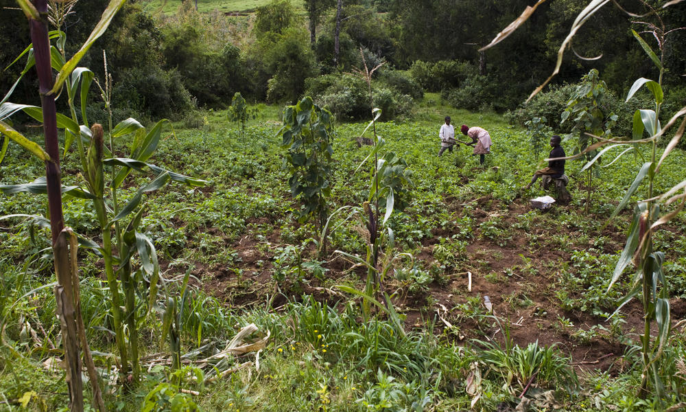 Dangers of deforestation to the environment and to human life