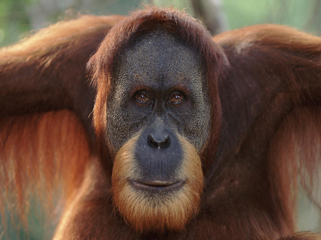 http://assets.worldwildlife.org/photos/1368/images/carousel_small/Sumatran_Orangutan_8.6.2012_Why_They_Matter_XL_257639.jpg?1345543443