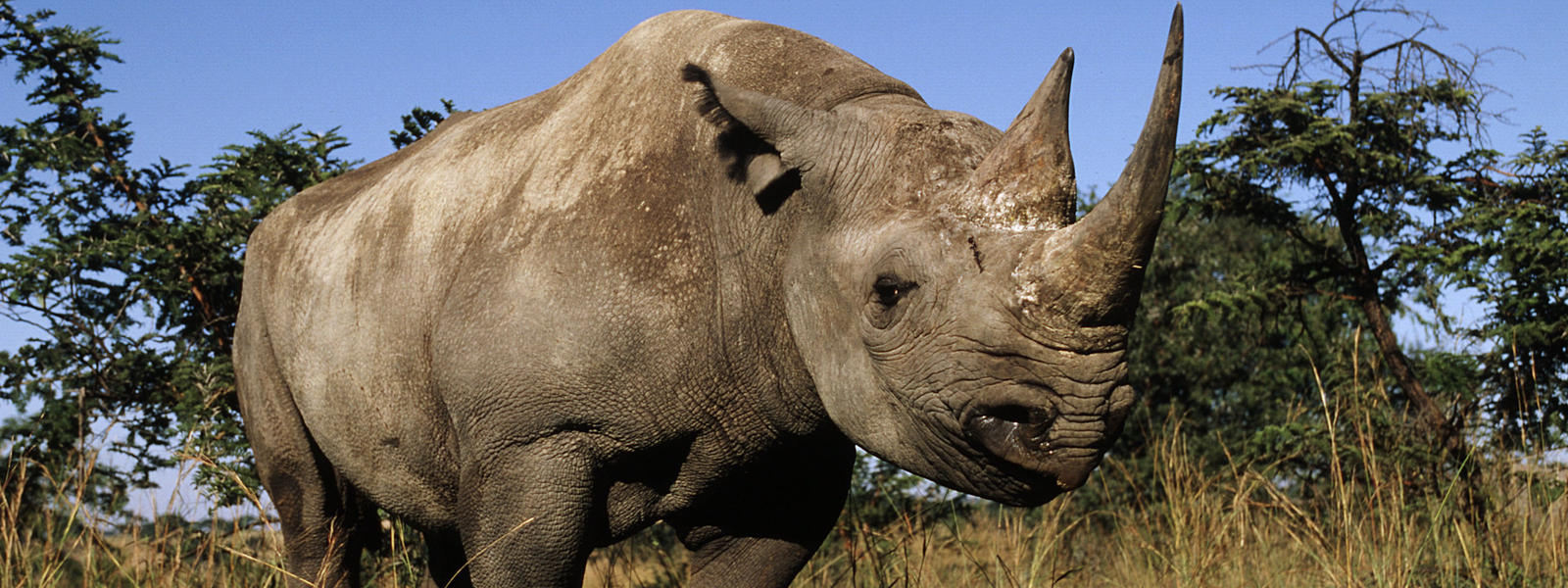 The methods to protect the black rhino populations from poaching