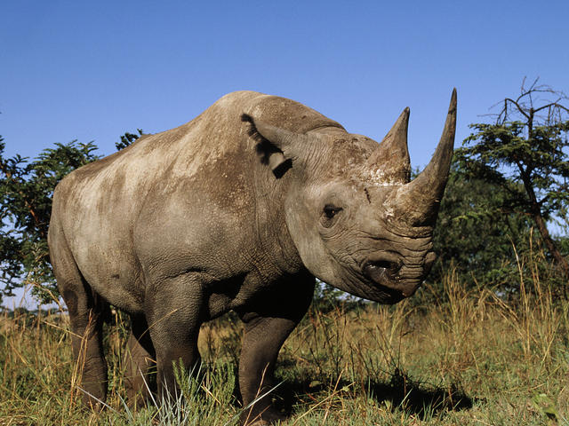 Black Rhino 