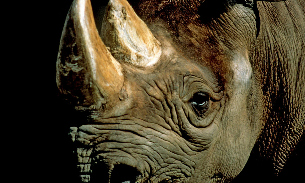 Black Rhino 