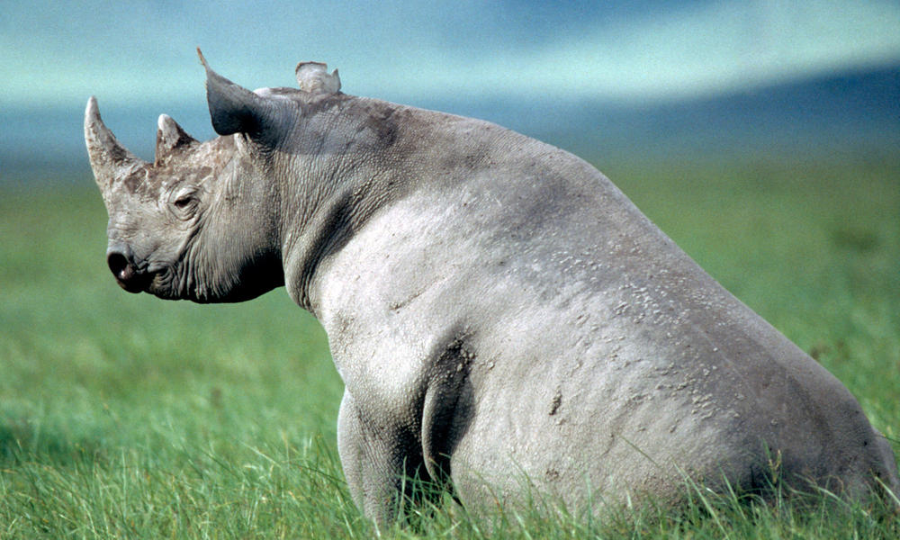 Black Rhino 