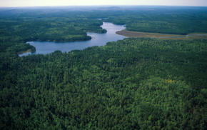 Northern Canadian Forest