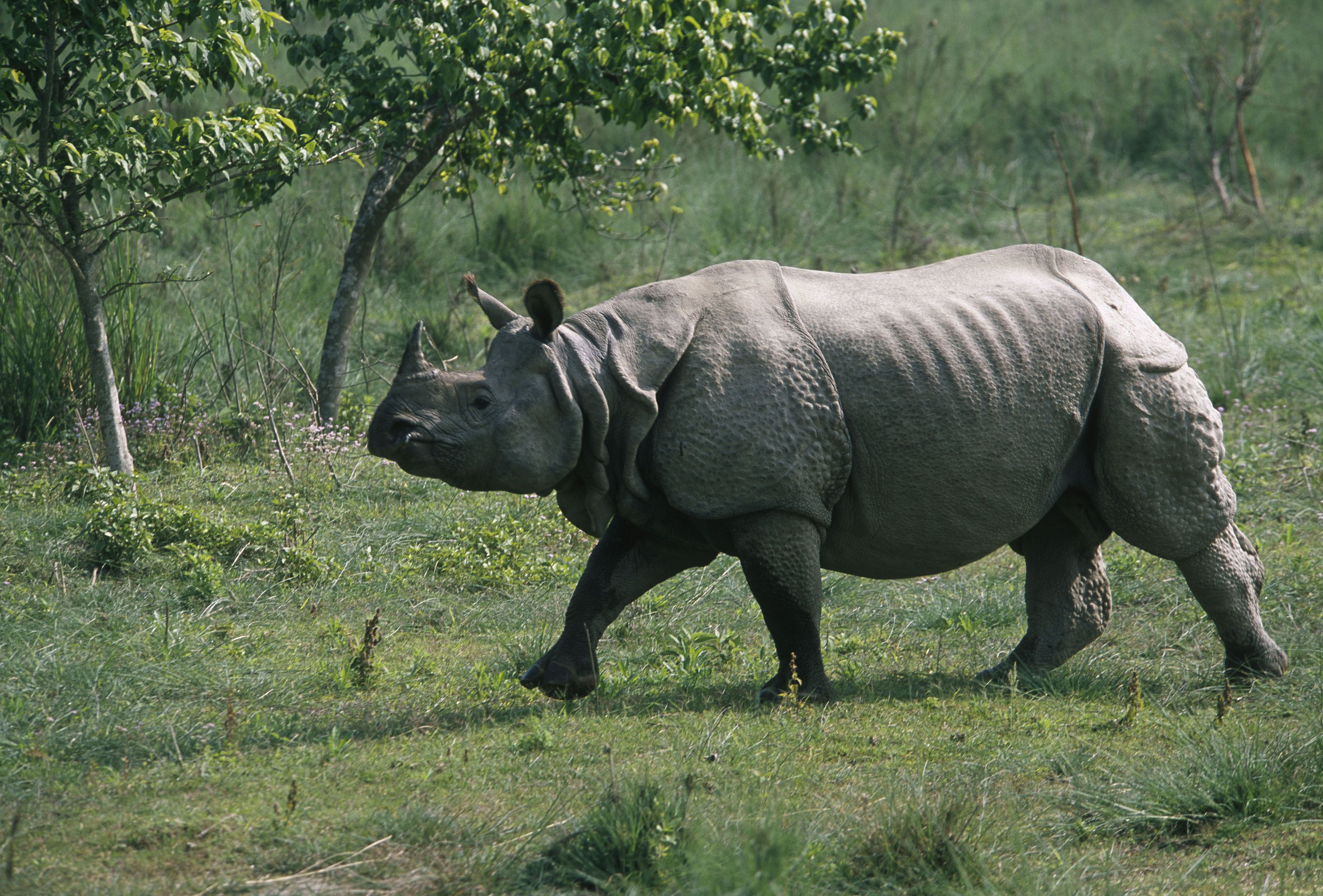 Greater One-Horned Rhino | Species | WWF