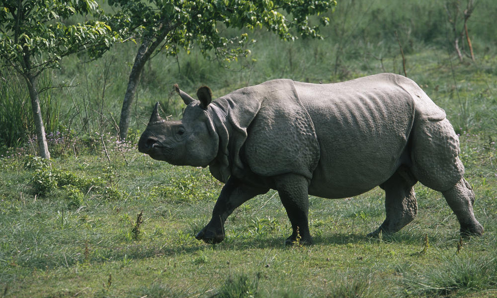 http://assets.worldwildlife.org/photos/1385/images/story_full_width/Greater_One_Horned_Rhino_8.6.2012_Hero_and_Circle_HI_107996.jpg?1345593410