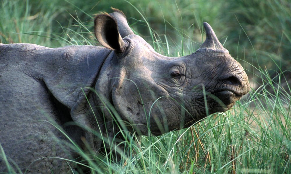 Single horn rhino