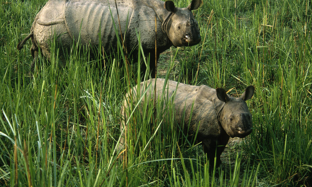 Greater One Horned Rhino