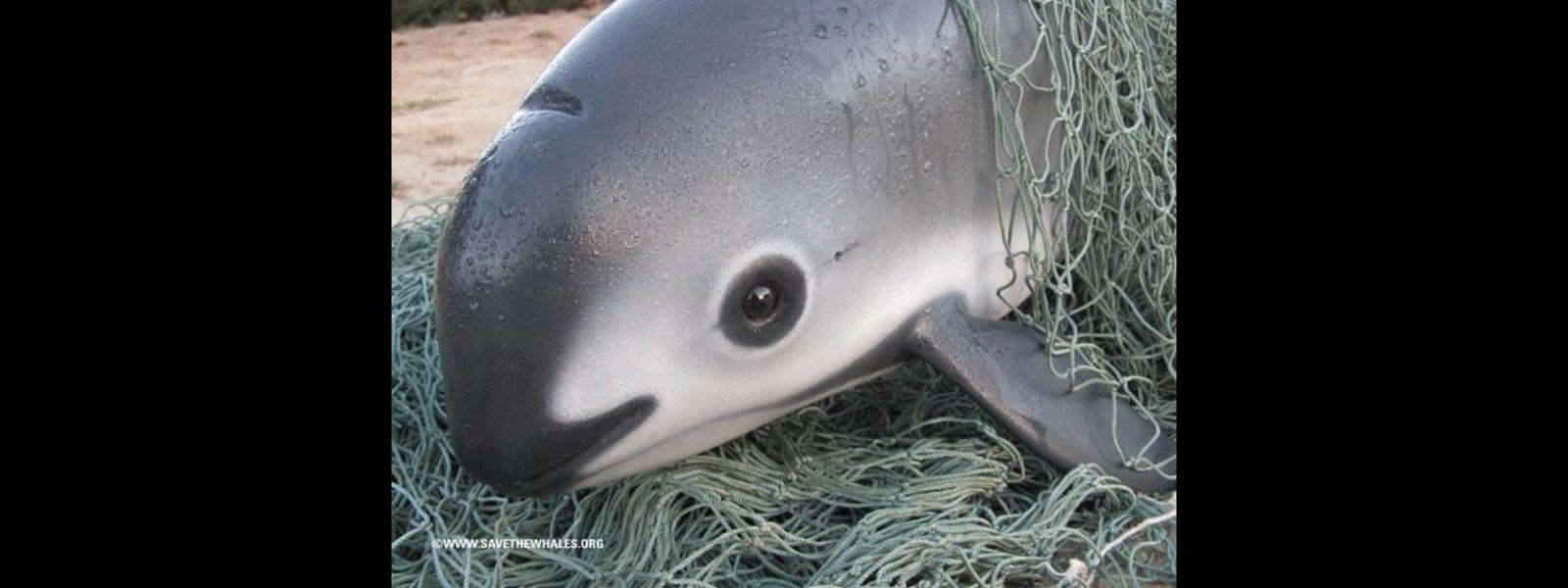 The vaquita 5 Facts about the most endangered marine mammal Stories