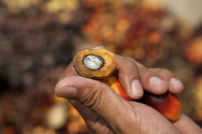 Palm Tree Fruit