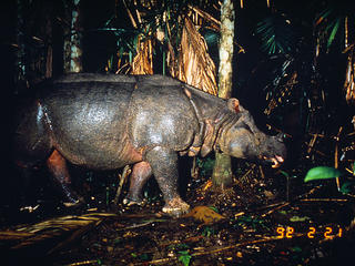 Javan Rhino
