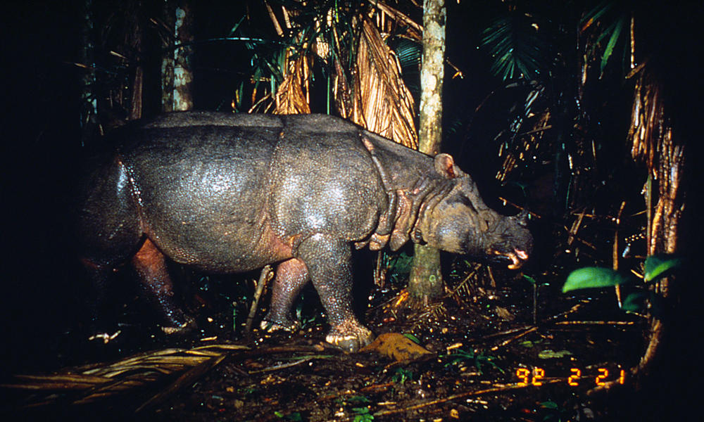 Javan rhinoceros