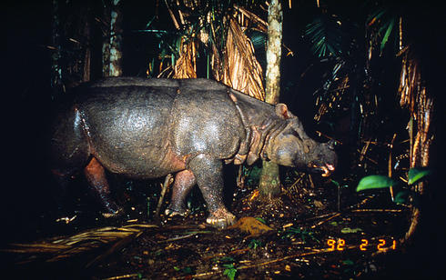 Javan Rhino