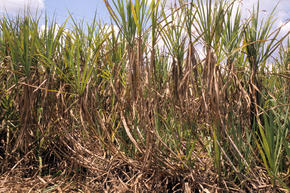 Sugarcane field