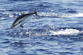 Atlantic bluefin tuna