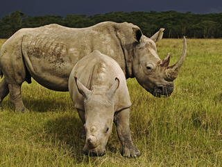 African Rhinos
