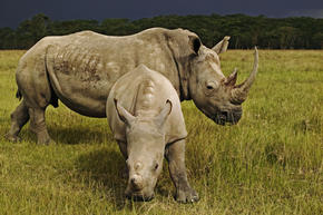 Rhinos