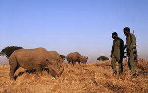 The methods to protect the black rhino populations from poaching