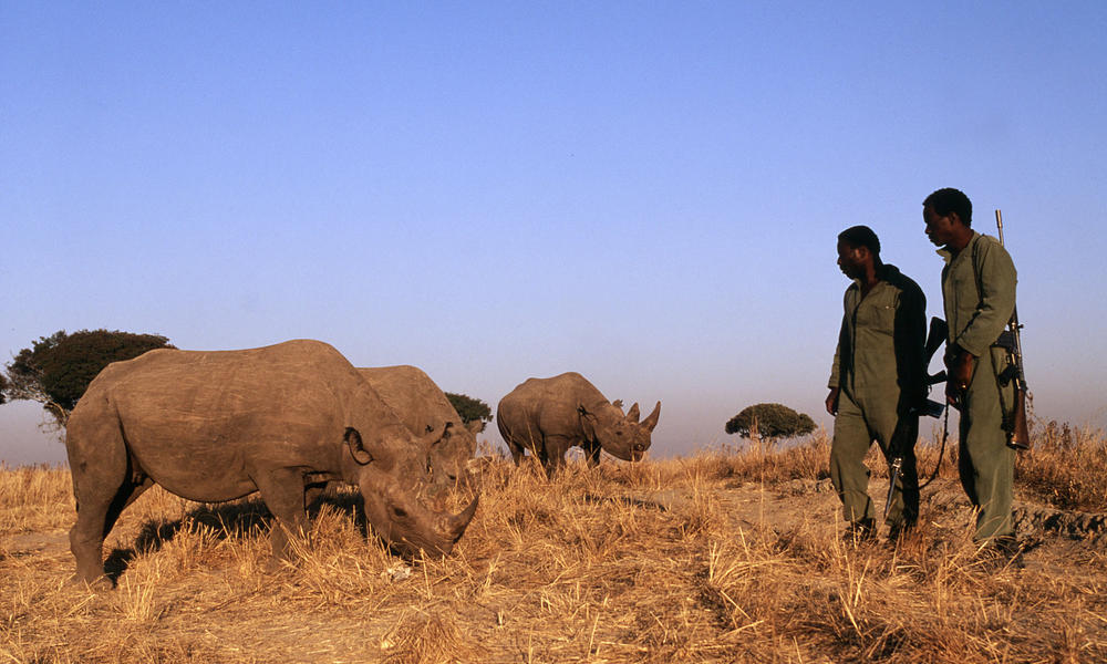 Rhinos