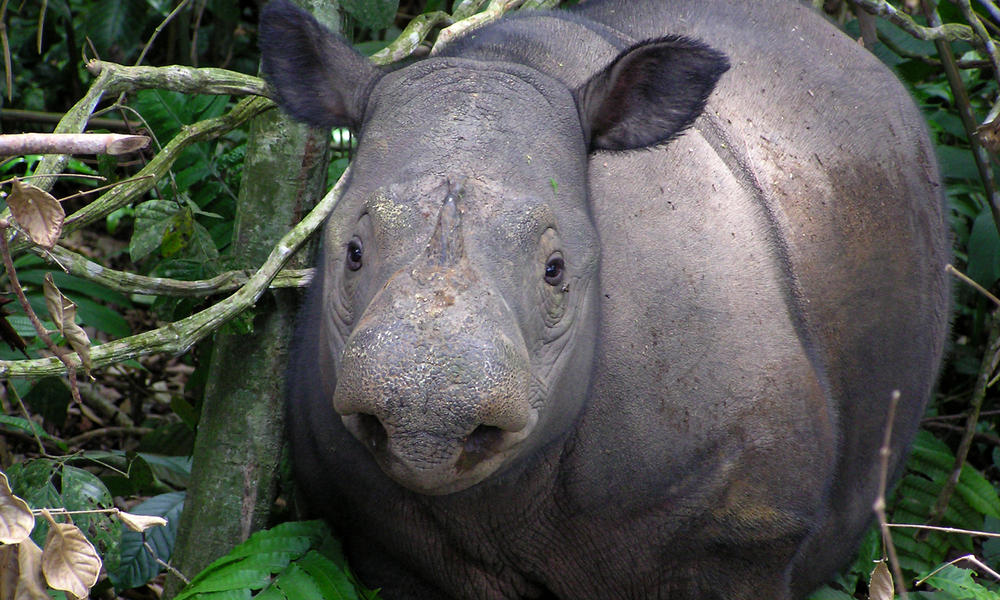 Sumatran Rhino