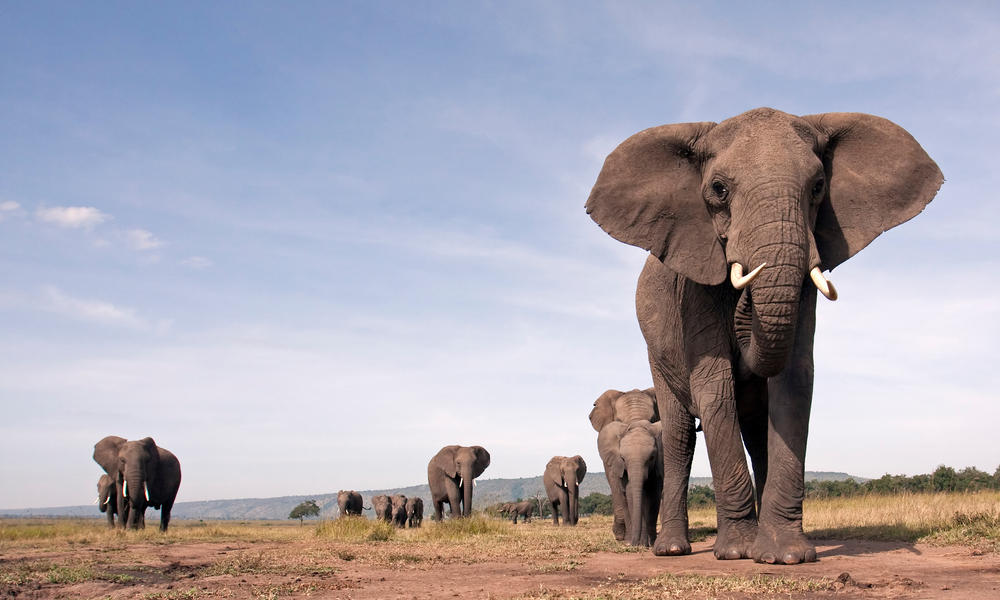 Half of plant and animal species at risk from climate