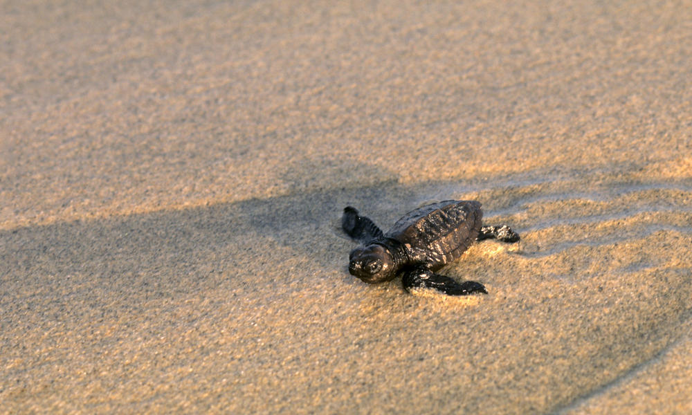 turtle hatchling