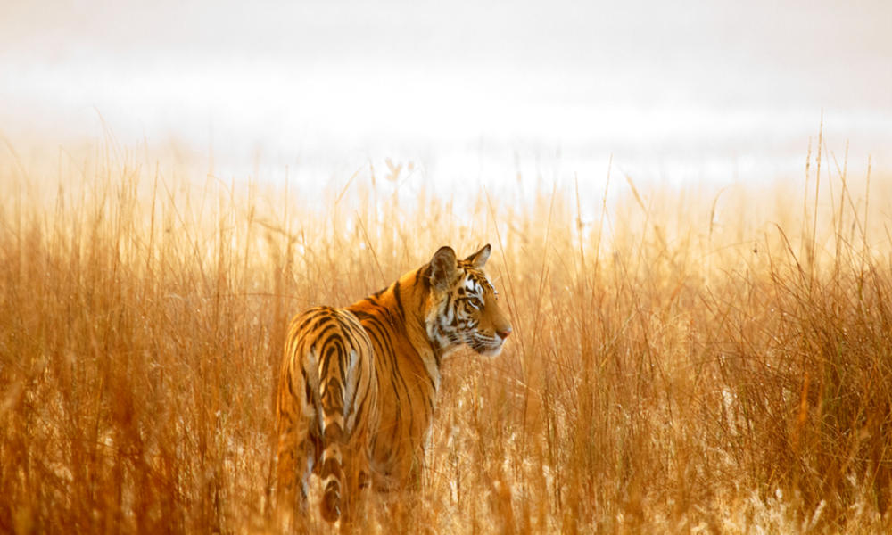 where-do-tigers-live-and-other-tiger-facts-stories-wwf