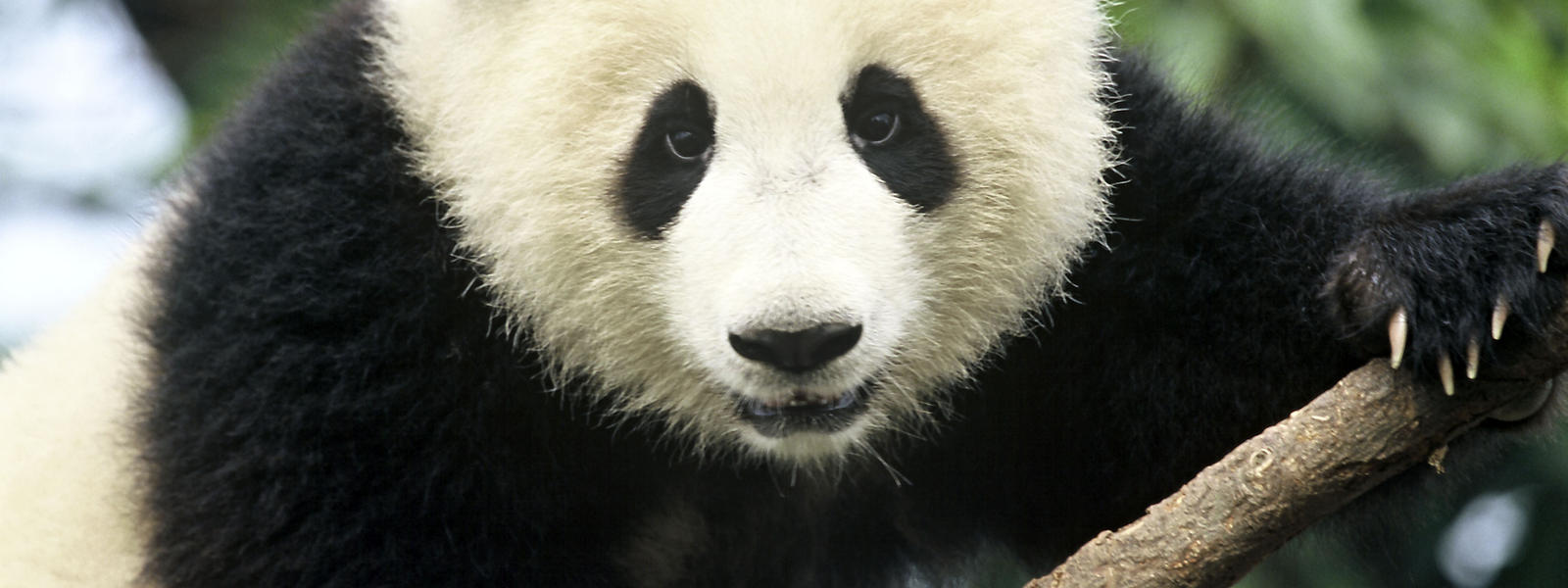 Giant Panda | Species | WWF