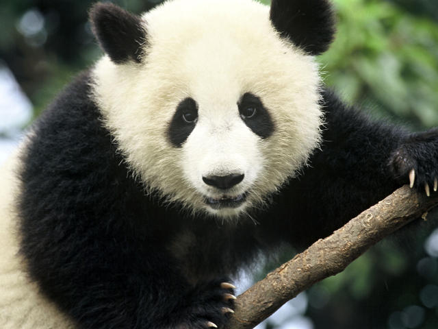 http://assets.worldwildlife.org/photos/144/images/hero_small/Giant_Panda_Hero_image_(c)_Michel_Gunther_WWF_Canon.jpg?1345515244