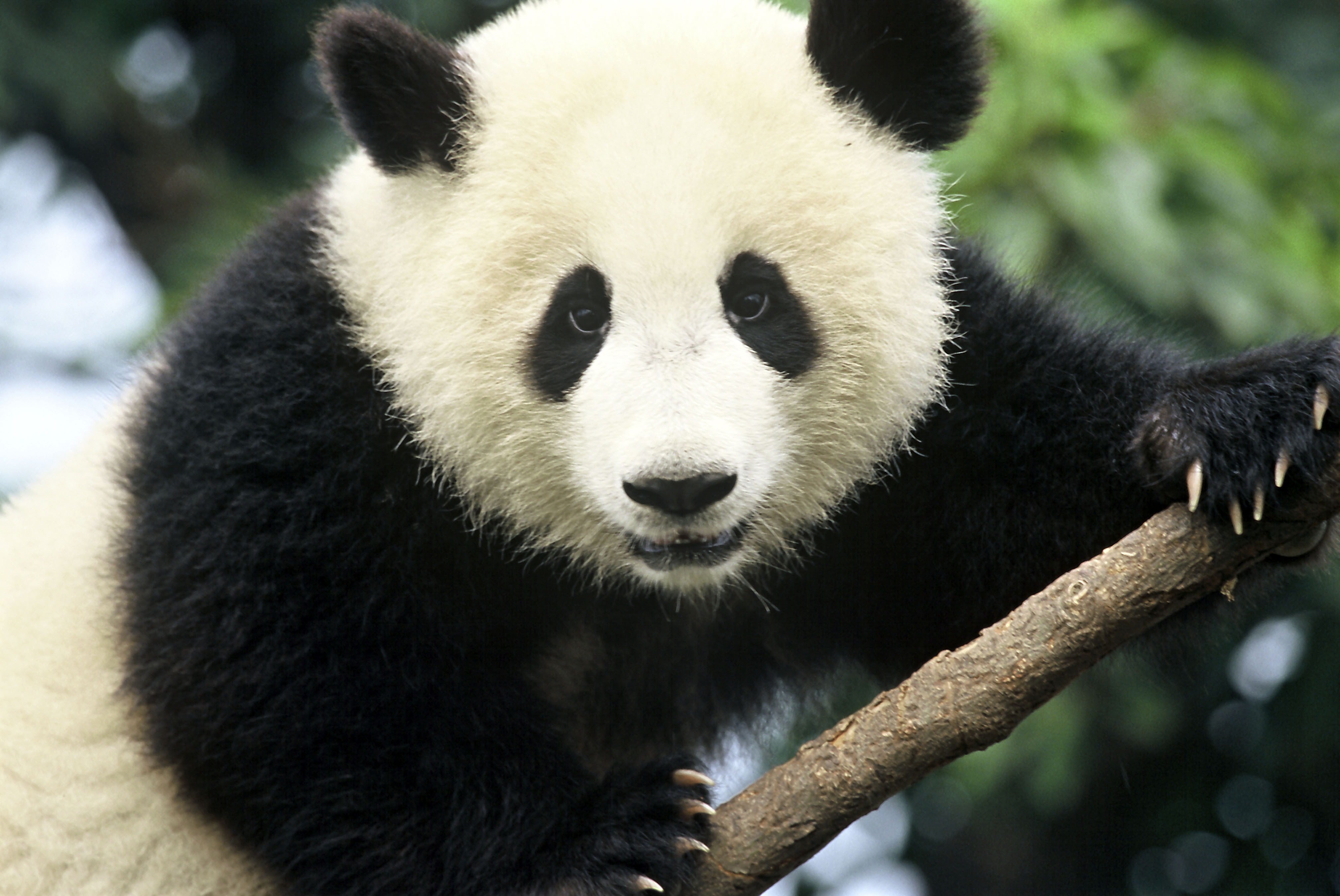 Gambar Hewan Panda Lucu Lawixian
