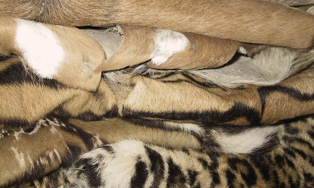 Illeagal Wildlife Trade