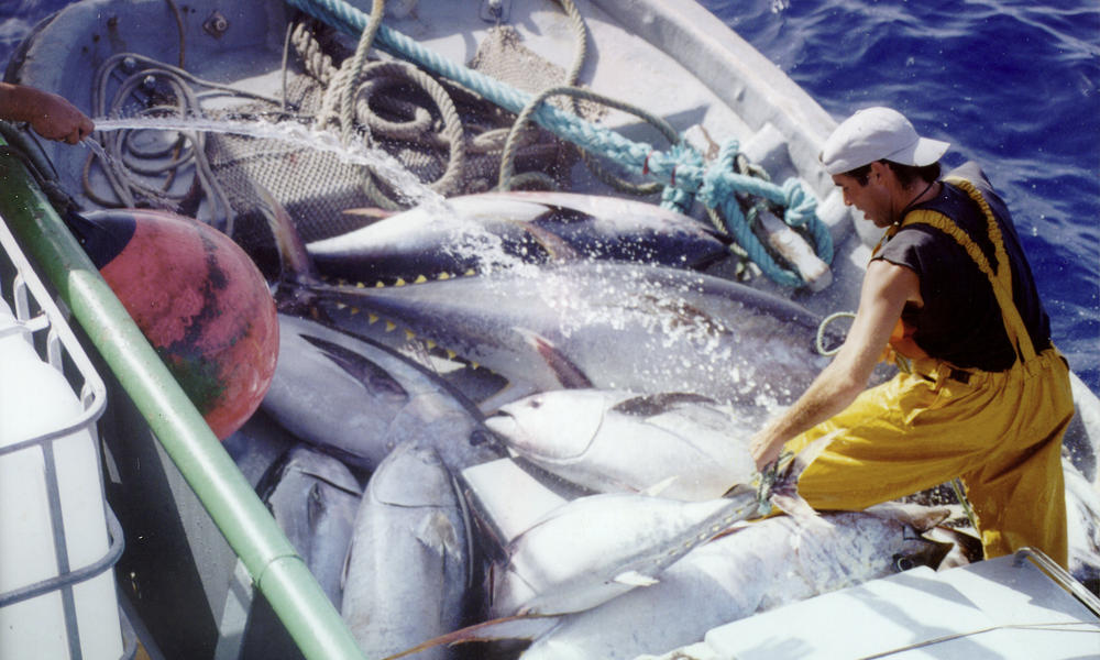 Tuna