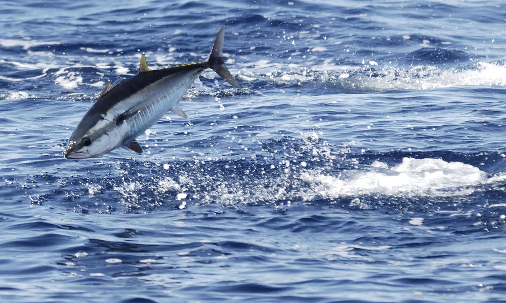 Tuna
