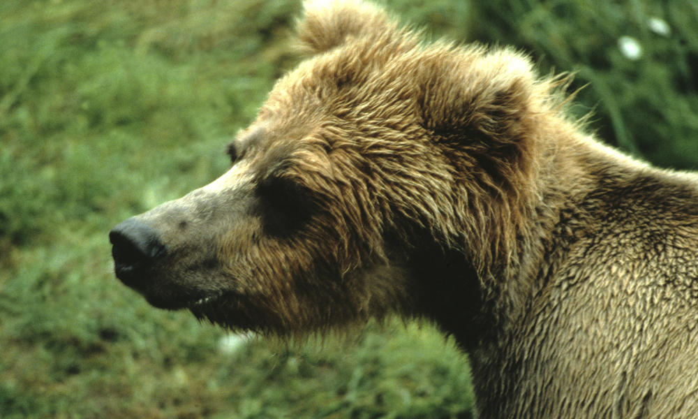 Brown Bear